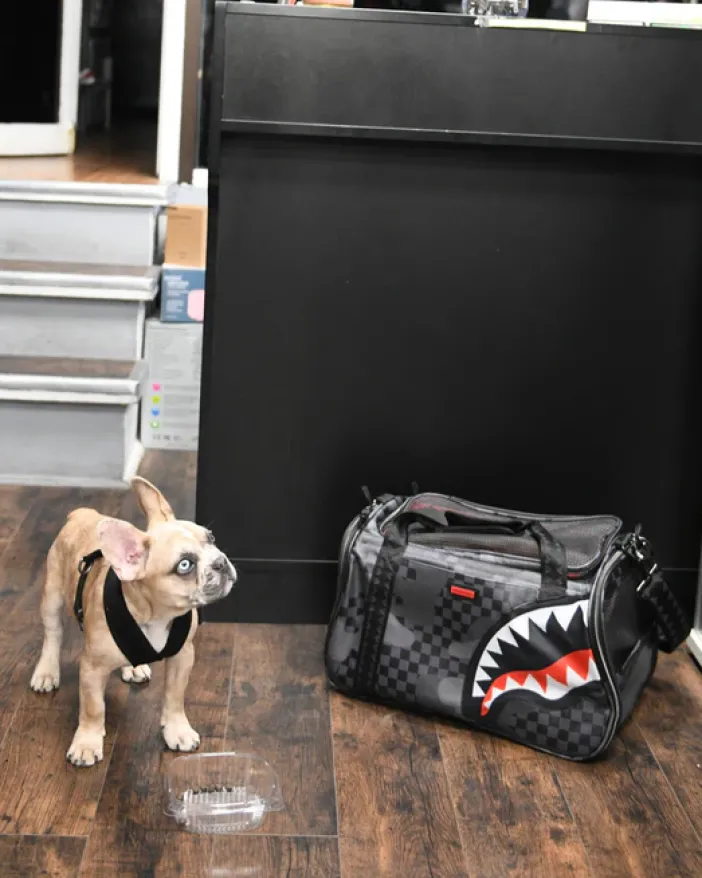 3AM PET CARRIER>SPRAYGROUND Online