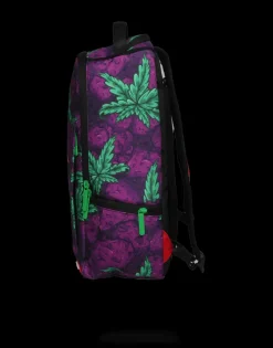 QUEEN INDICA><noscript><img width=